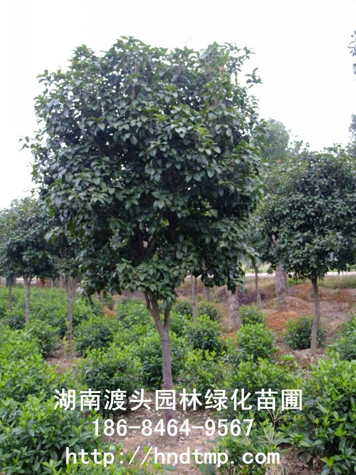 【湖南花木】【湖南苗木】【湖南花卉苗木基地】【长沙花木基地】【长沙苗木基地】【长沙苗 【湖南花木】【湖南苗木】【湖南花卉苗木基地】【长沙花木基地】【长沙苗木基地】【长沙苗
