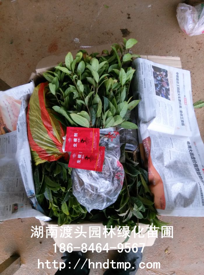 火红丹桂 火红丹桂