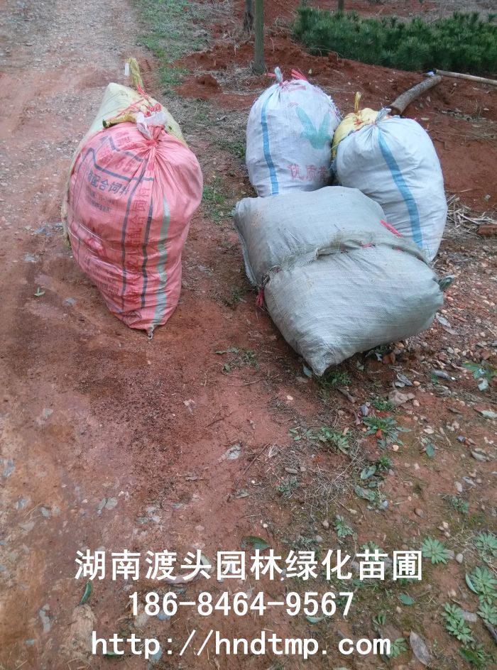 湖南丹桂批发 湖南丹桂批发