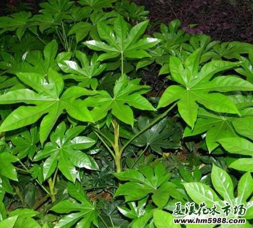 八角金盘怎么养