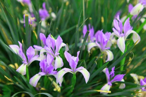 马兰花