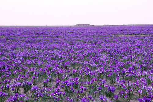 马兰花