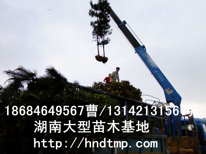 广玉��?(5).jpg