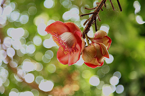 1513765383509018021.jpg 菩提树花.jpg