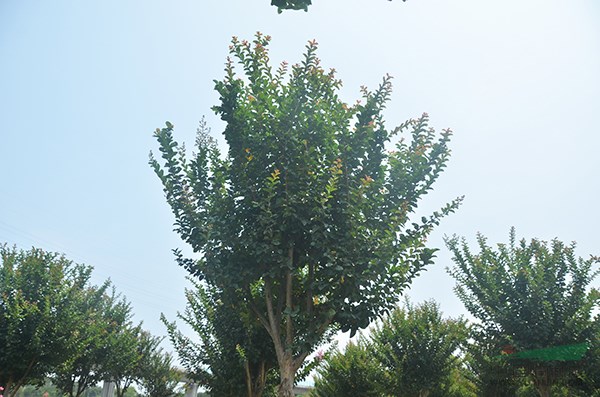 速生紫薇
